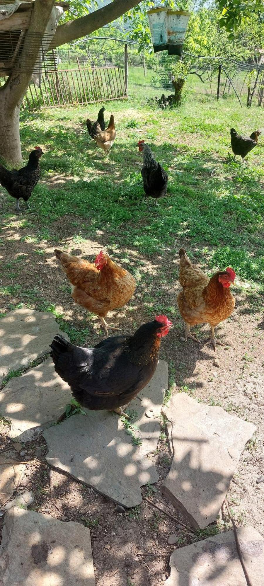 Country Home Genesi 20 Min From Trikala Esterno foto